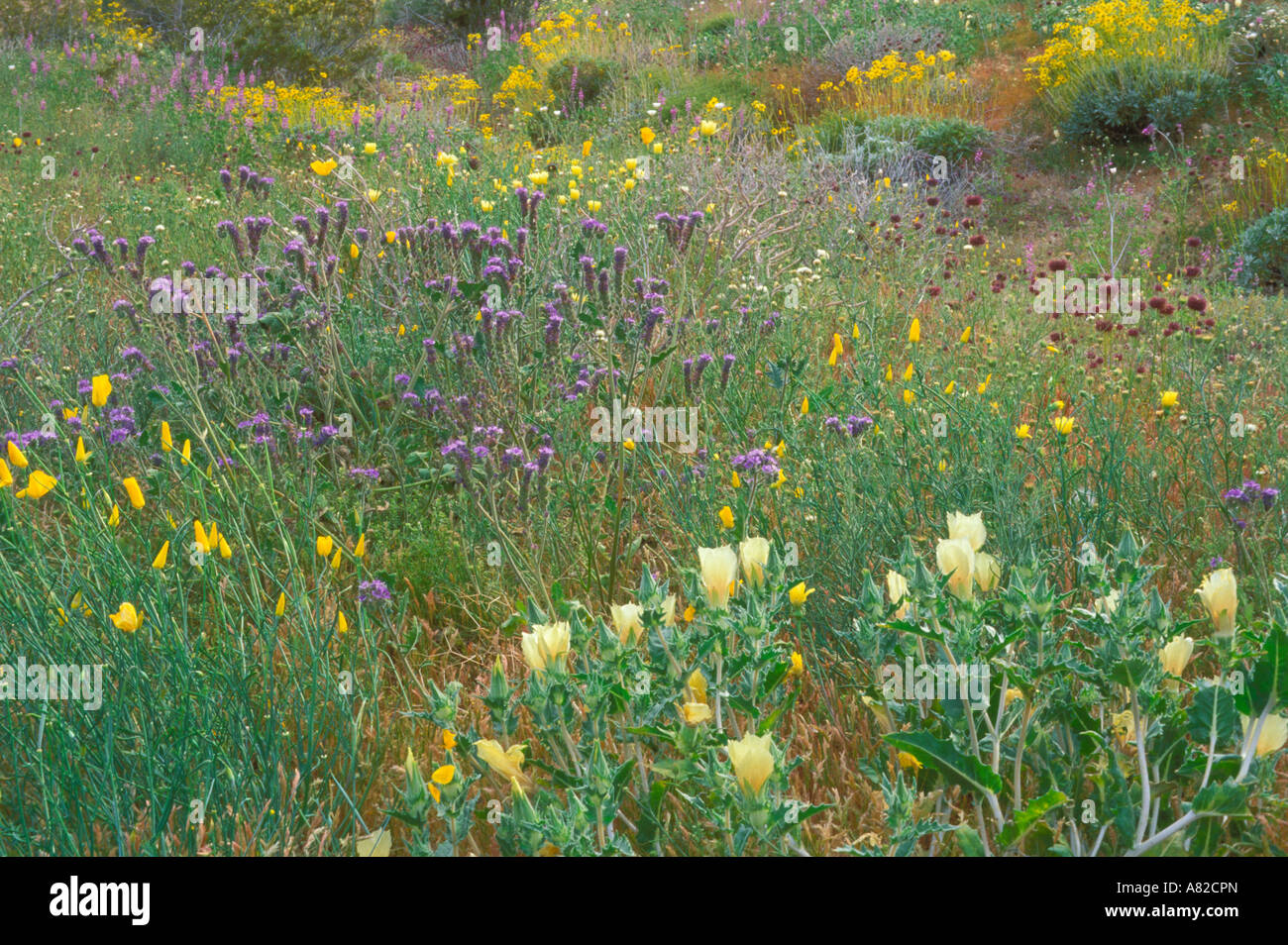 Sabbia Blazing Star deserto di papavero e Chia in pioppi neri americani montagne Joshua Tree National Park California Foto Stock