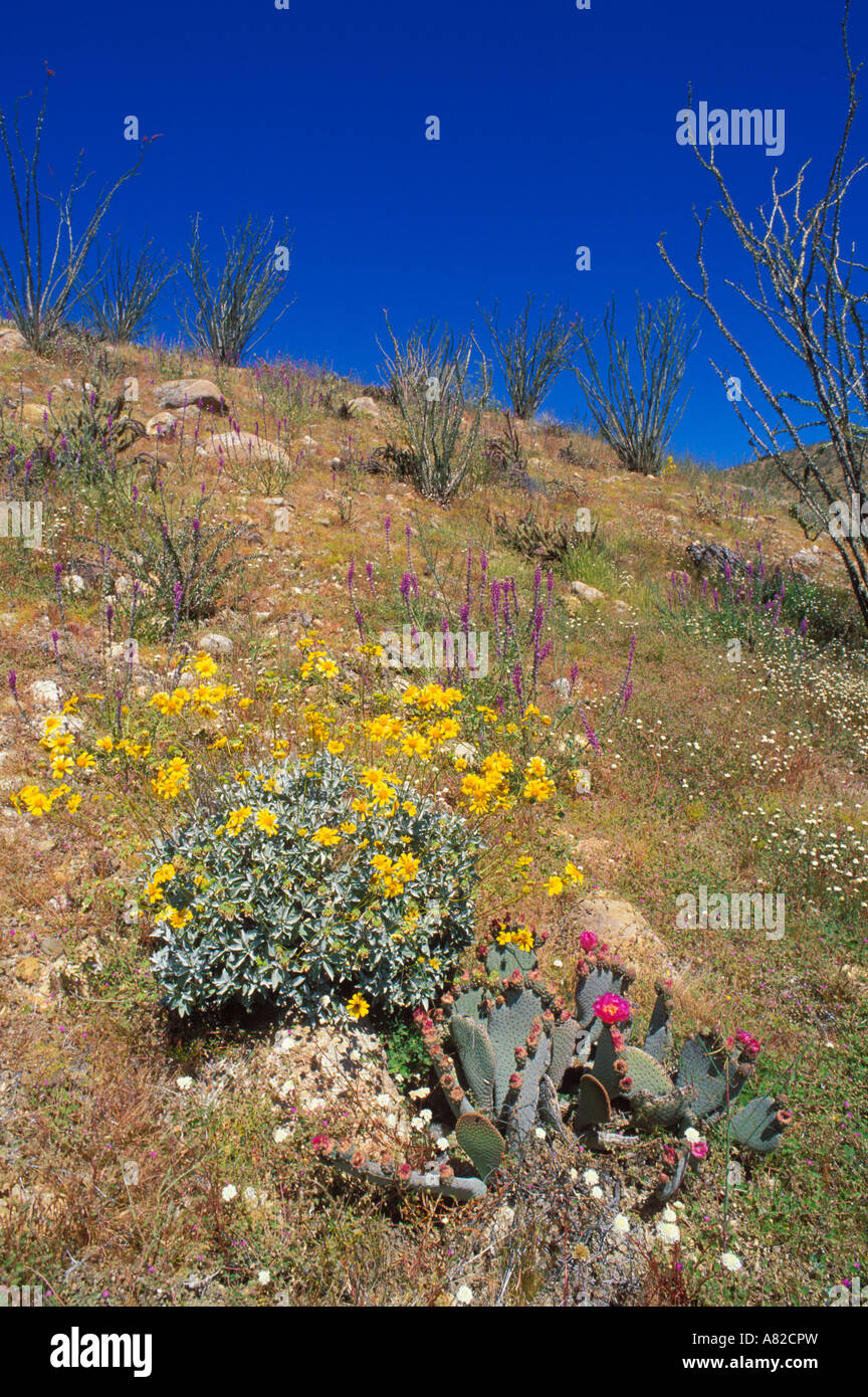 Coda di castoro Ocotillo Cactus e Brittlebush in Coyote Canyon Anza Borrego Desert State Park California Foto Stock