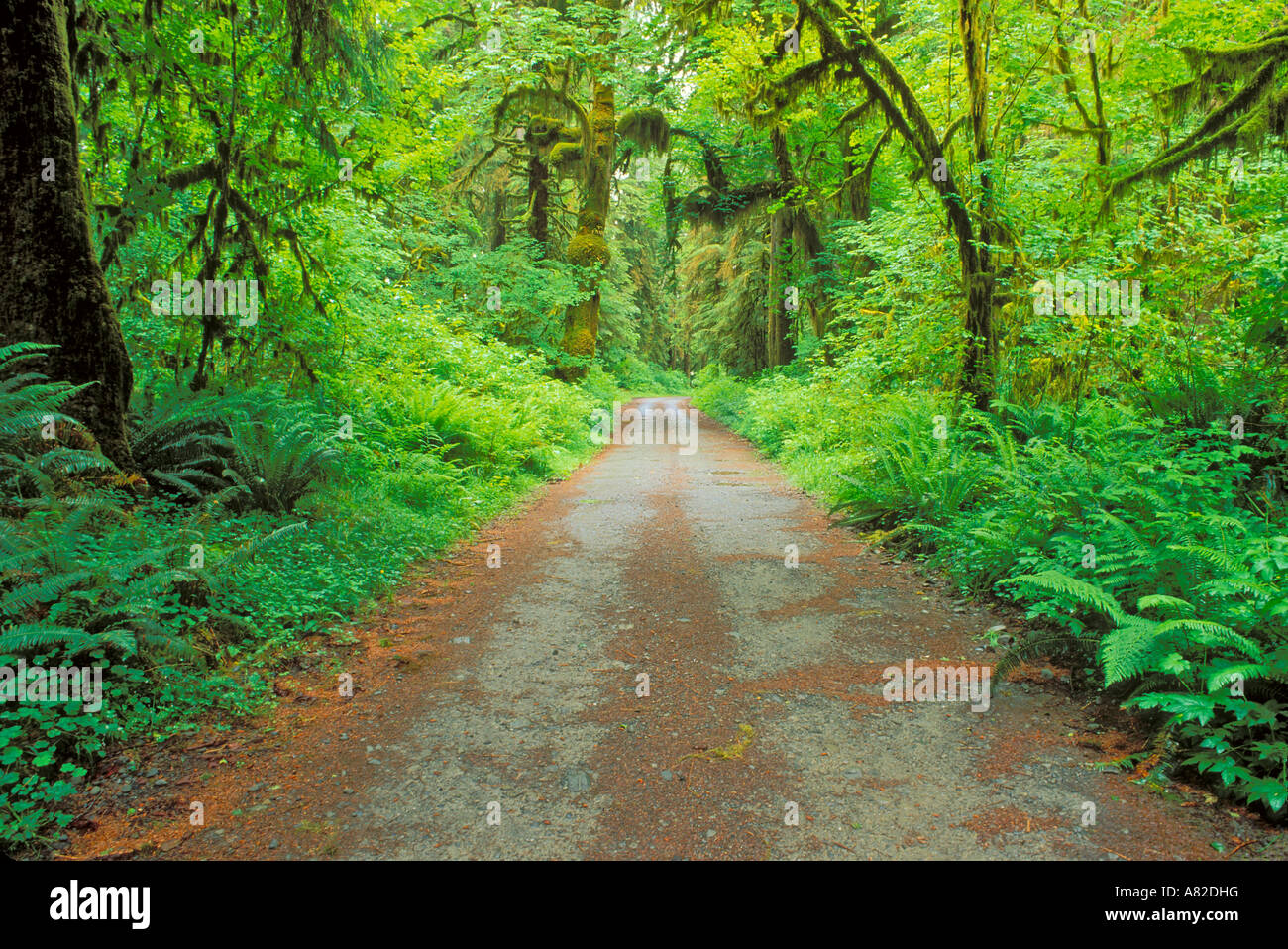 Bigleaf acero e lussureggianti groundcover lungo il fiume Queets Road Queets foresta di pioggia il parco nazionale di Olympic Washington Foto Stock