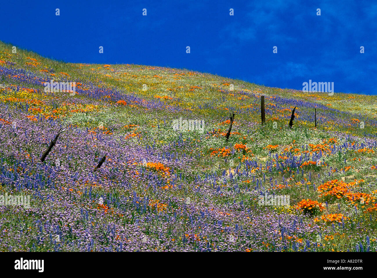 I lupini California poppies Eschscholzia californica e una recinzione in montagne Tehachapi Angeles National Forest in California Foto Stock