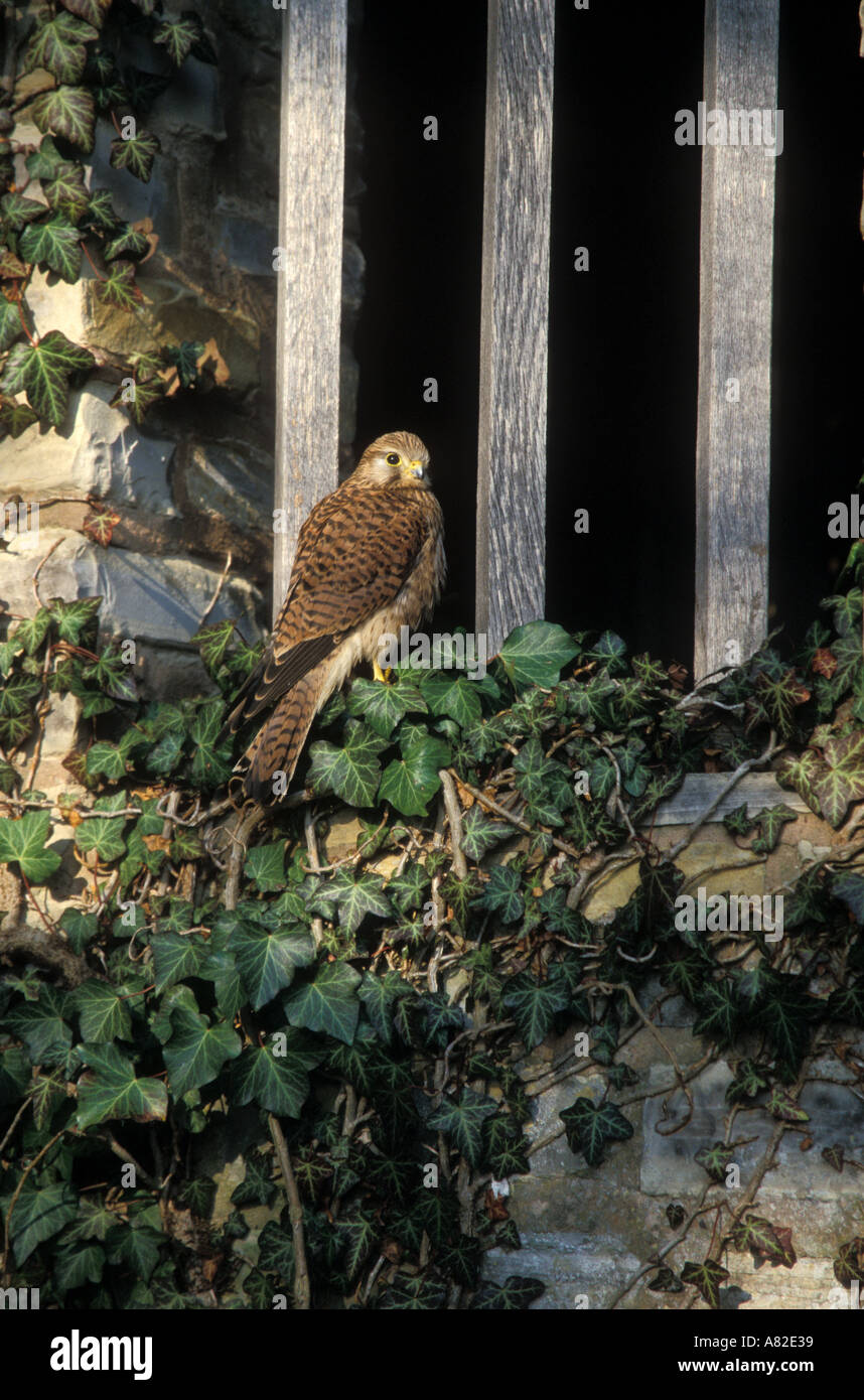 Il Gheppio Falco tinnunculus Foto Stock