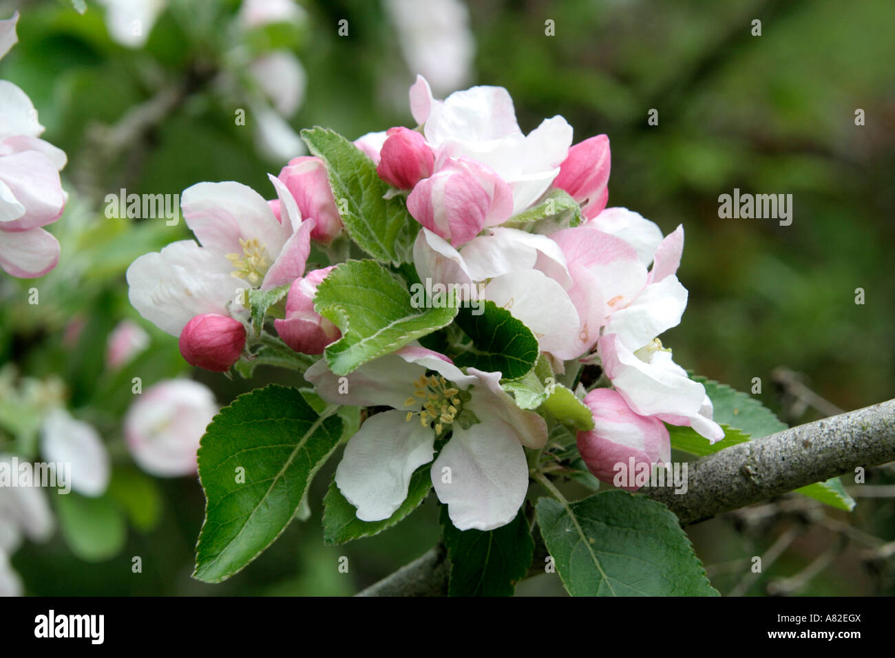 Il fiore di rosmarino Apple Russett sono particolarmente attraenti Foto Stock