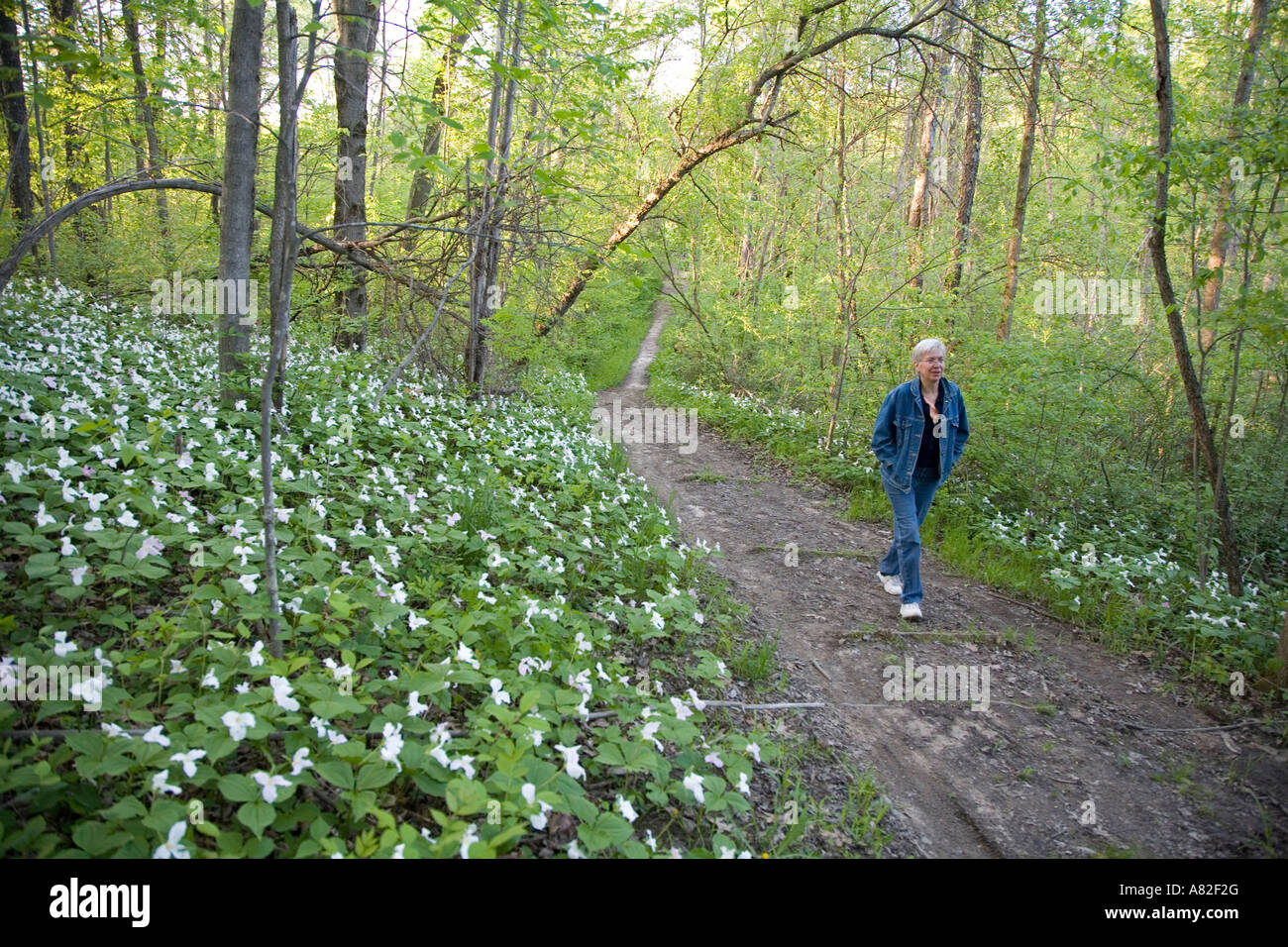 Lake Orion Michigan un visitatore passeggiate passato trillium su un sentiero di montagna calva Recreation Area Foto Stock