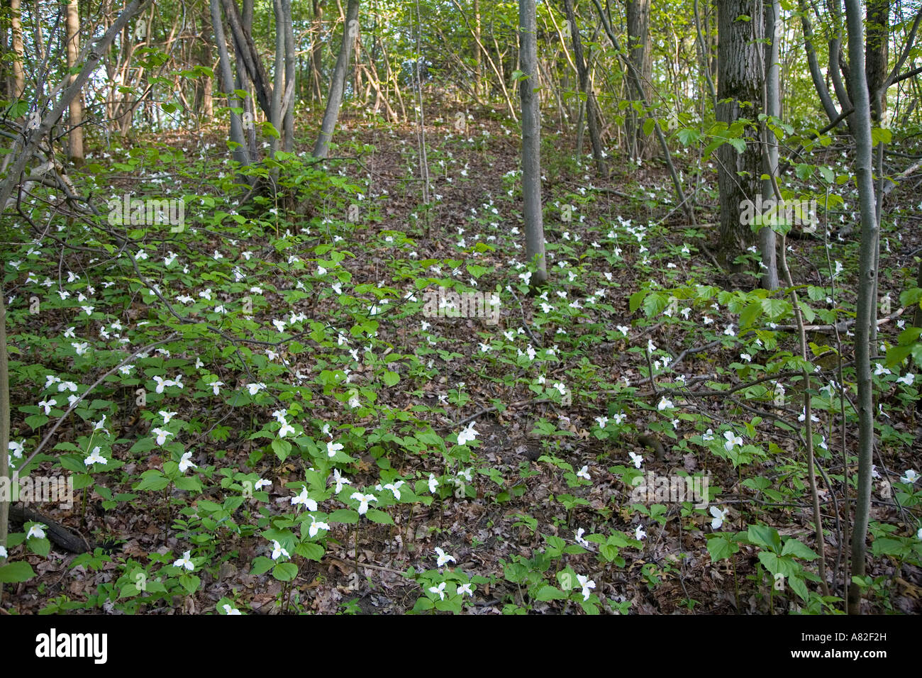 Lake Orion Michigan Trillium lungo un sentiero in Bald Mountain Recreation Area Foto Stock