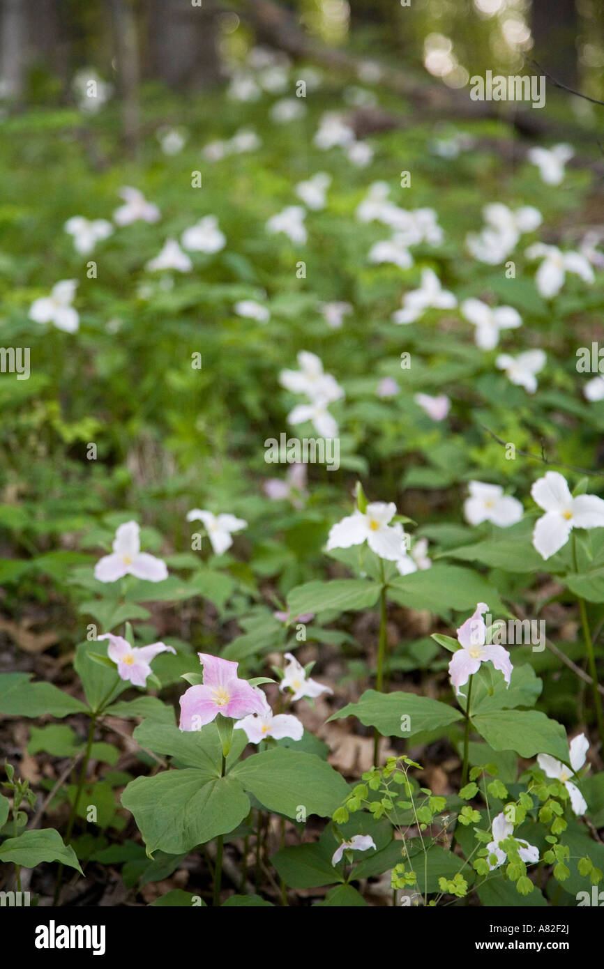 Lake Orion Michigan Trillium lungo un sentiero in Bald Mountain Recreation Area Foto Stock