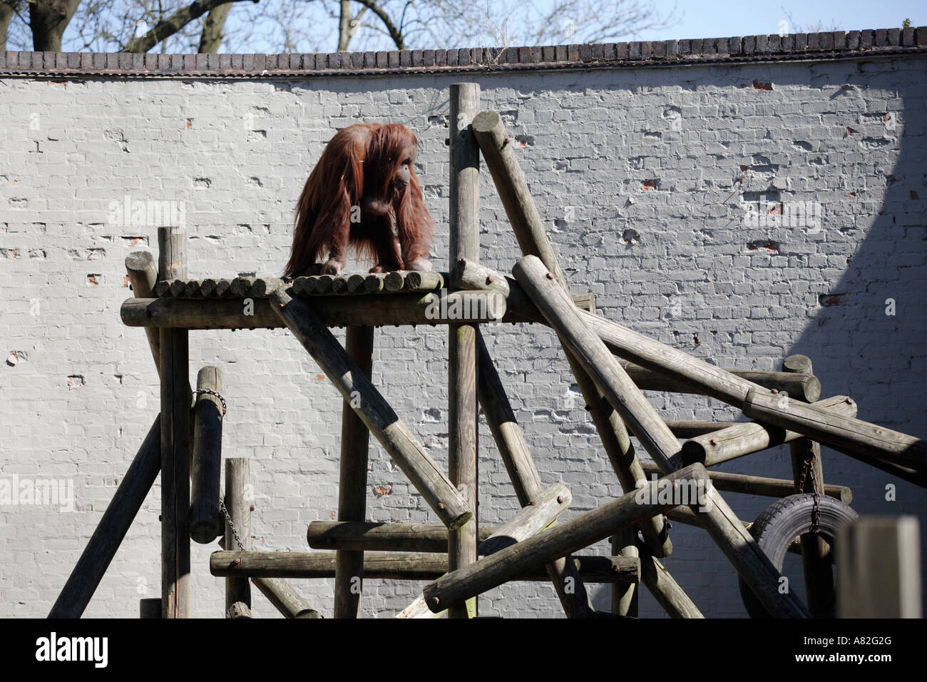 Il contenitore di orangutan a Dudley Zoo nel West Midlands, Regno Unito. Foto Stock