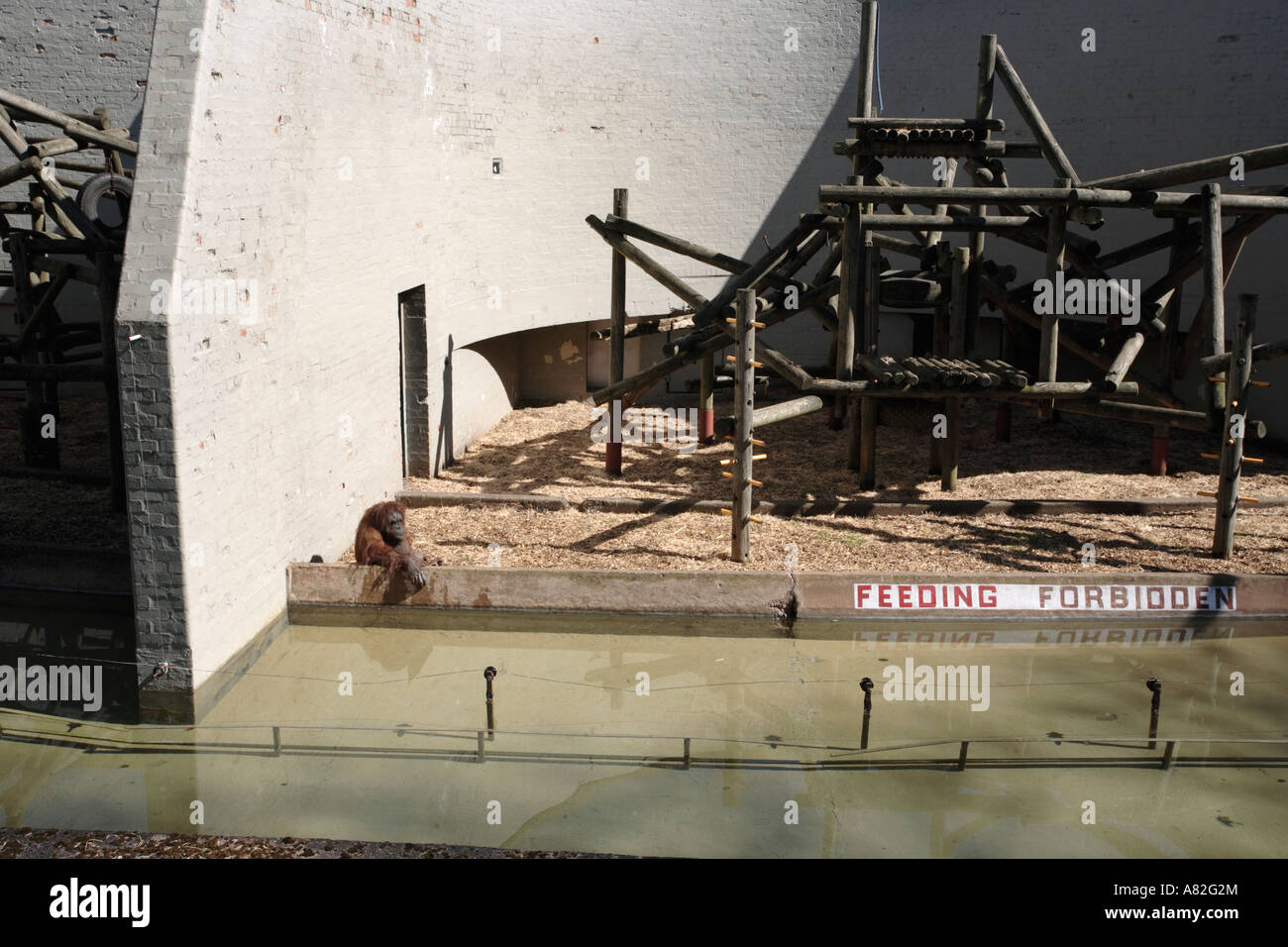 Il contenitore di orangutan a Dudley Zoo nel West Midlands, Regno Unito. Foto Stock