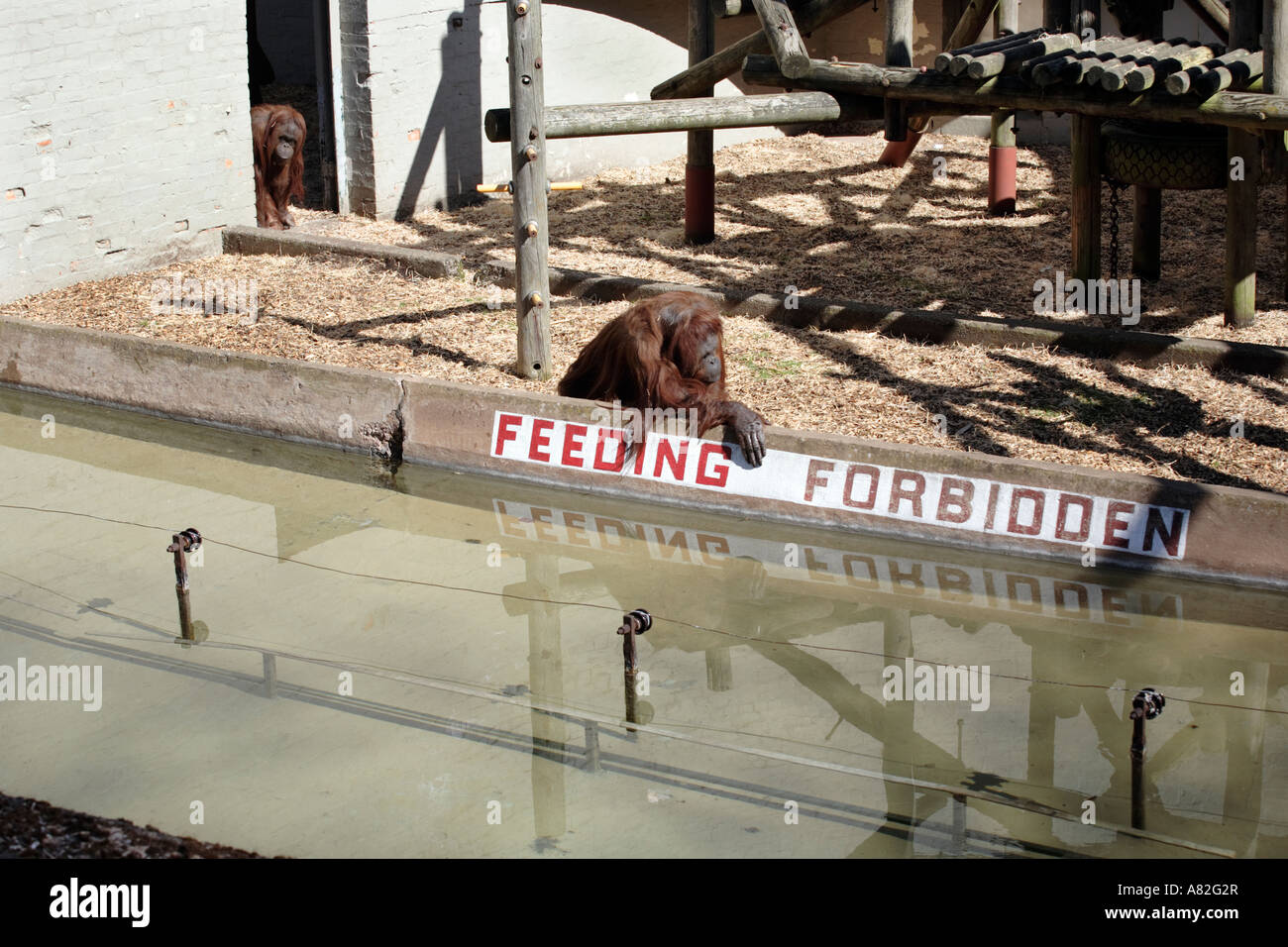 Il contenitore di orangutan a Dudley Zoo nel West Midlands, Regno Unito. Foto Stock