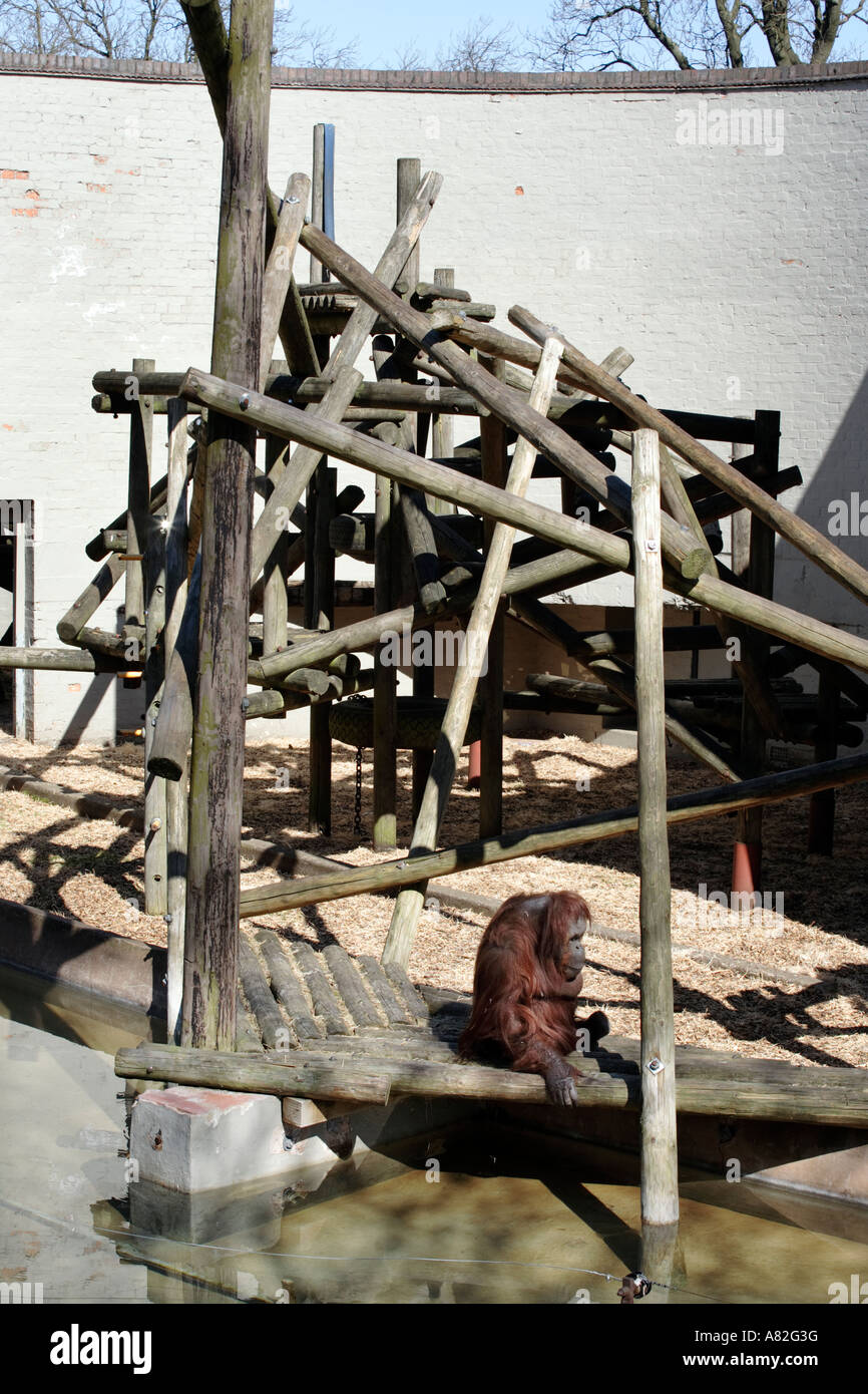 Il contenitore di orangutan a Dudley Zoo nel West Midlands, Regno Unito. Foto Stock