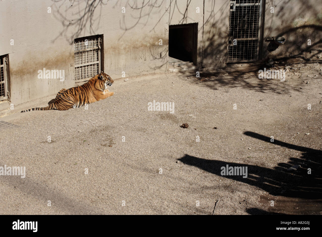 La tigre di involucro a Dudley Zoo nel West Midlands, Regno Unito Foto Stock