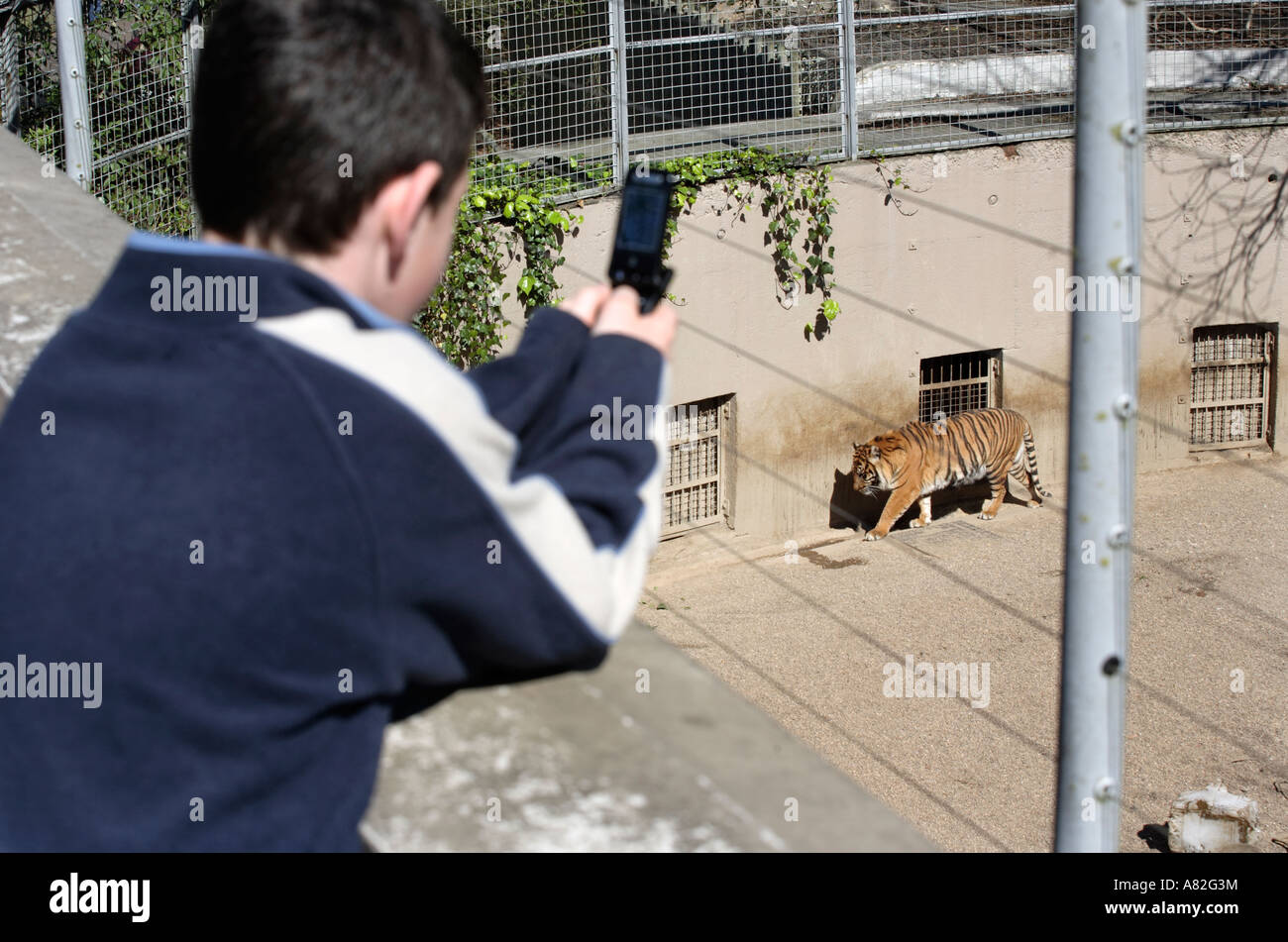 Un giovane visitatore prende una fotografia di una tigre sul suo telefono cellulare a Dudley Zoo nel West Midlands, Regno Unito Foto Stock