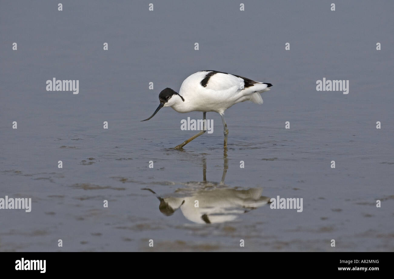 Avocet Recurvirostra alimentazione dell'avocetta nella riserva naturale di Cley nel Norfolk Foto Stock