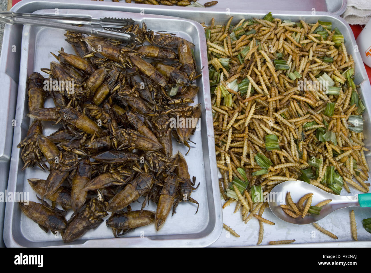 Gli scarafaggi e le larve per la vendita sul mercato tailandese Foto Stock