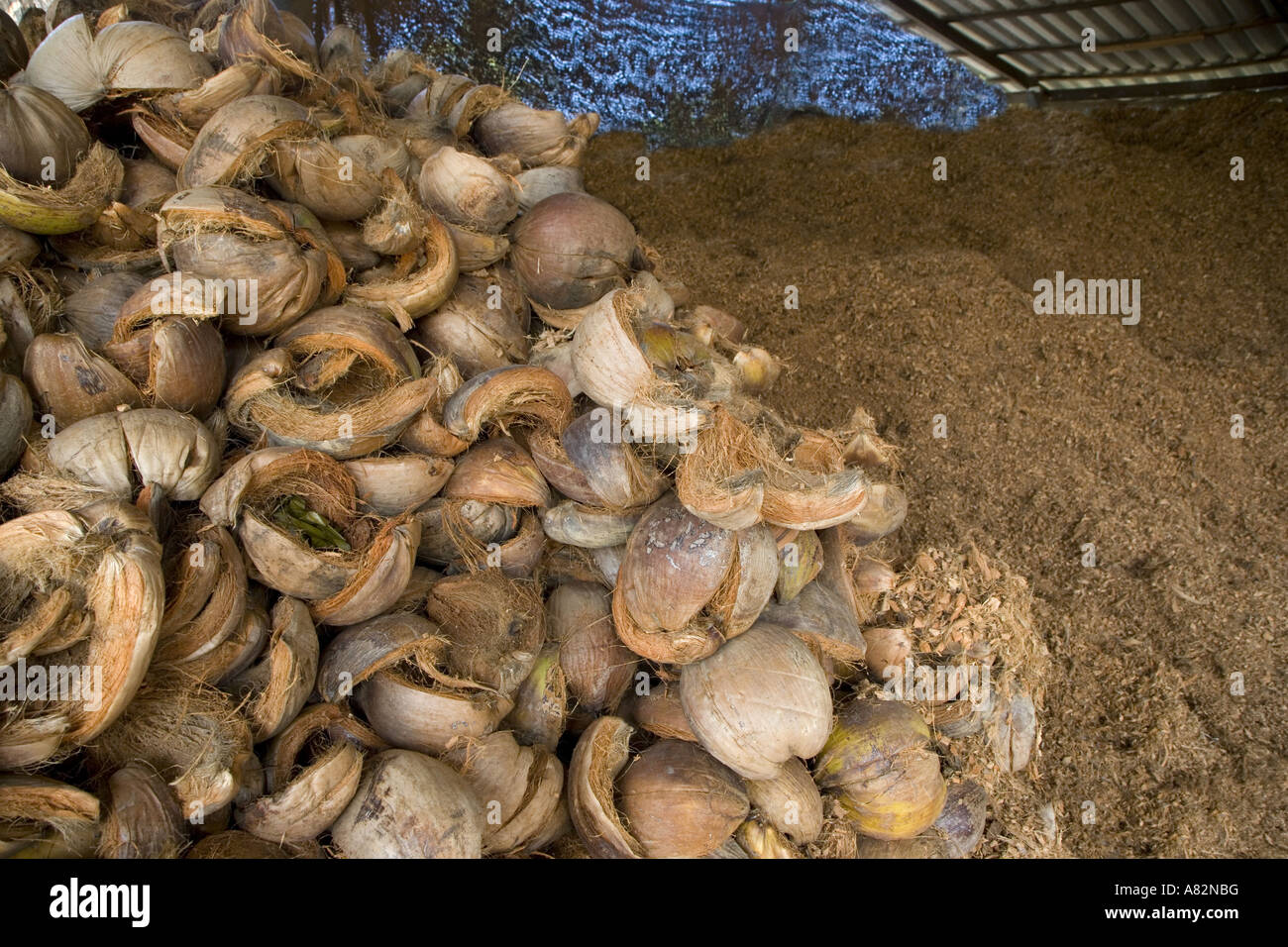 Gusci di noce di cocco & gusci Thialand Foto Stock