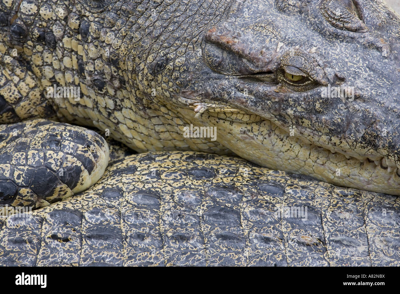 Coccodrillo di palustris Crocodylus Abstract Foto Stock