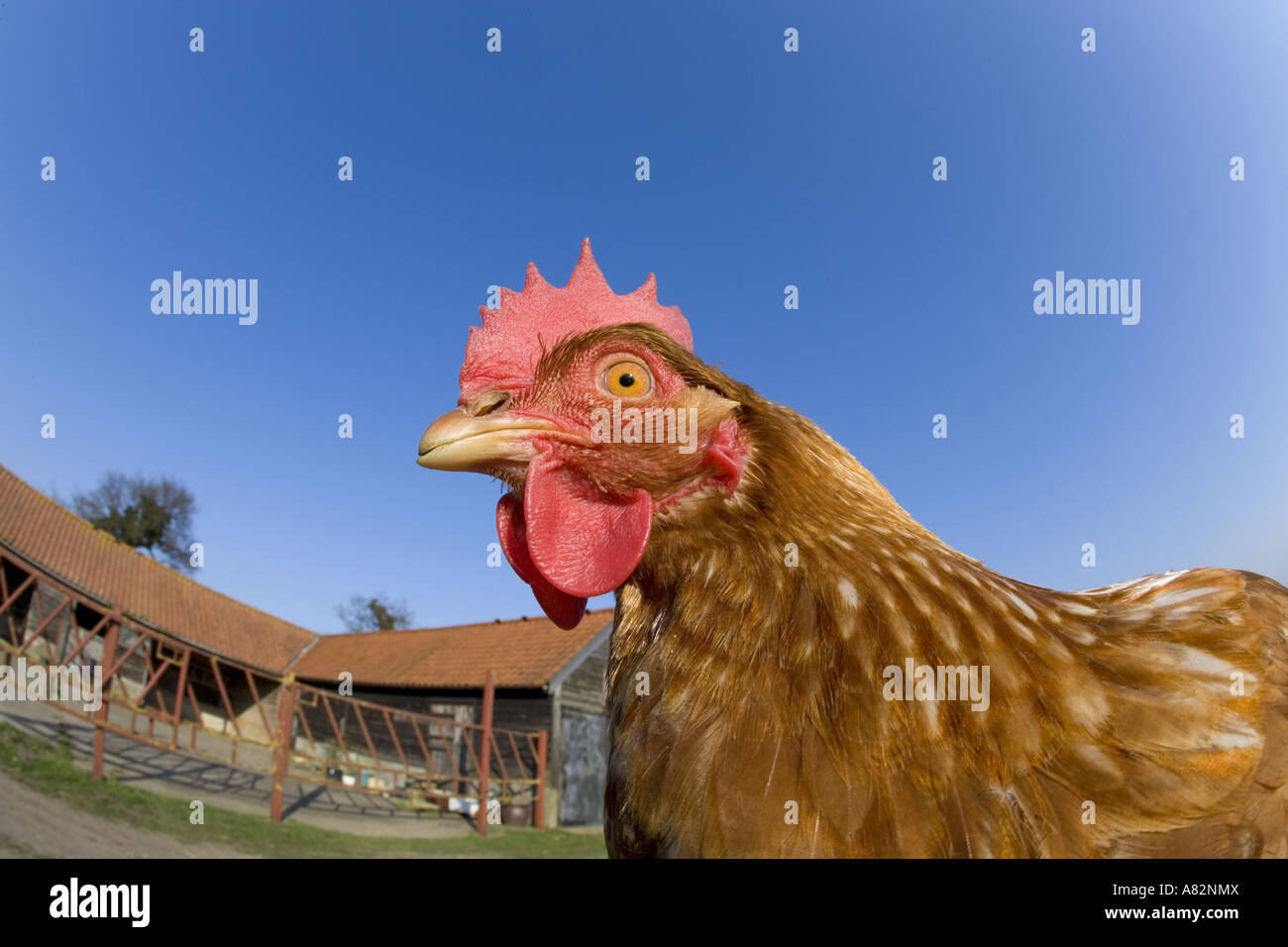 Felici polli a portata libera a Norfolk Foto Stock