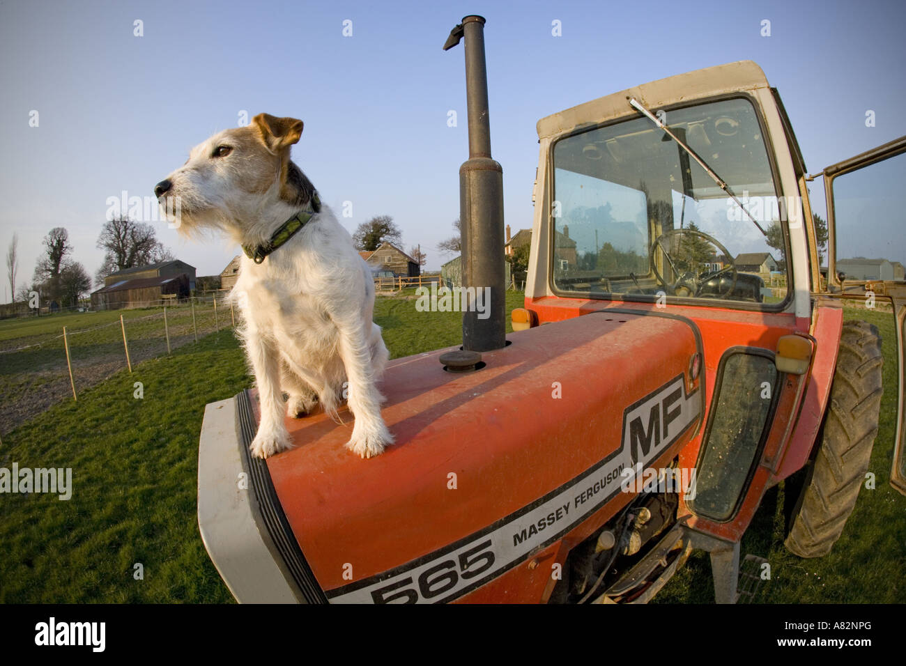 Jack Russell Terrier su Norfolk Farm Foto Stock