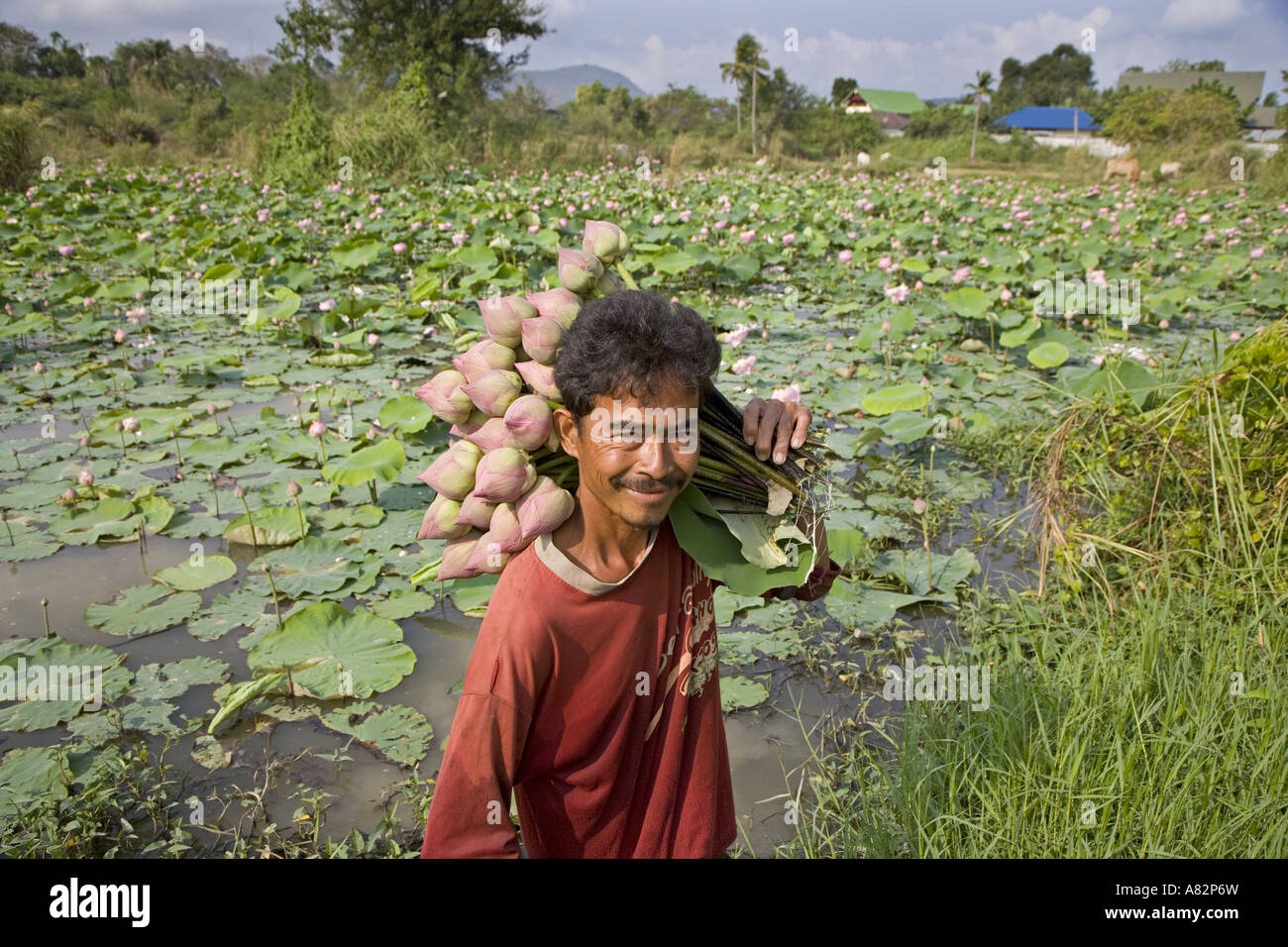 Fiori di loto Nelumbo nucifera essendo cresciuto per offerte religiose vicino a Bangkok in Tailandia Foto Stock