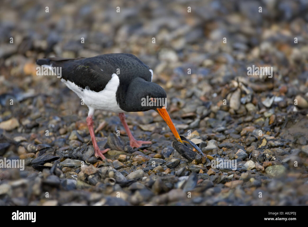 Oystercatcher Haematopus ostralegus alimentare come marea si ritira Foto Stock