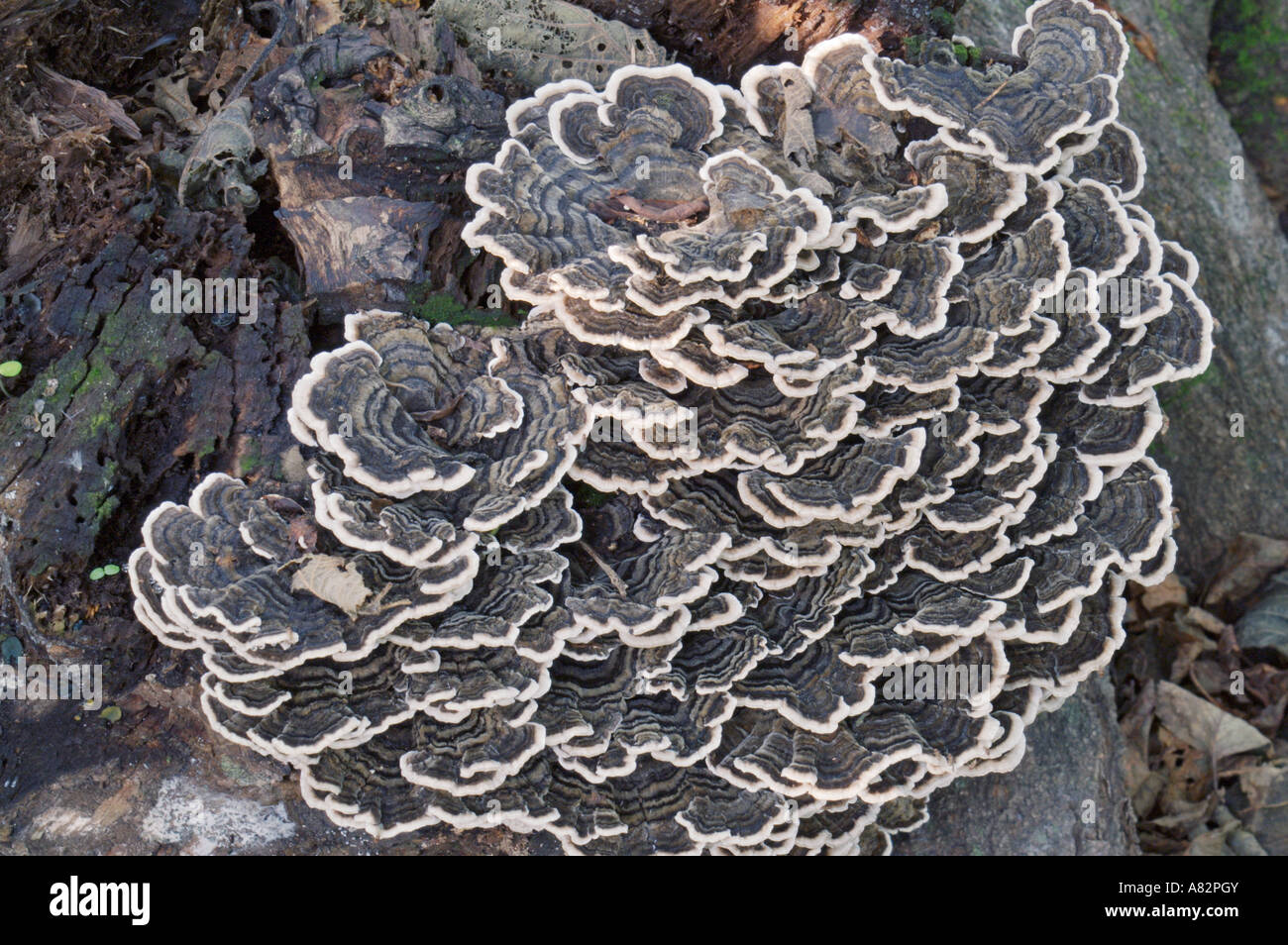 La Turchia code (fungo Trametes versicolor) Foto Stock