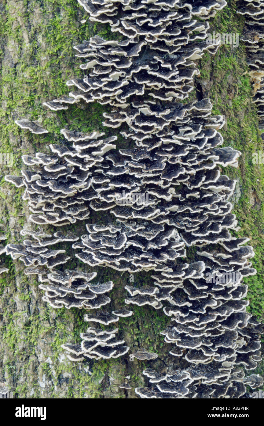 La Turchia code (fungo Trametes versicolor) Foto Stock