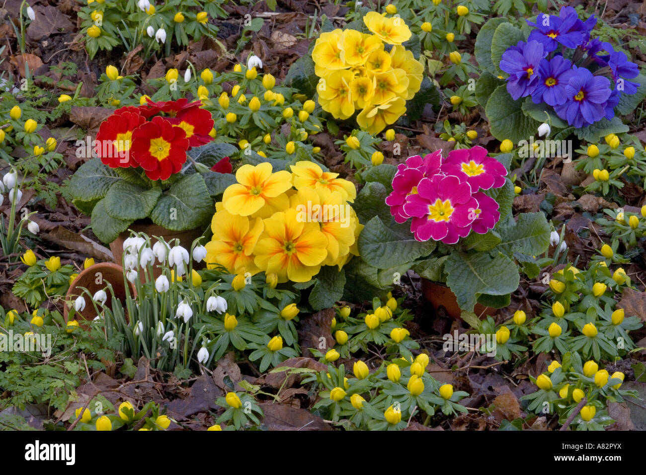 Fiori di Primavera Snowdrops aconiti & Polyanthus Foto Stock