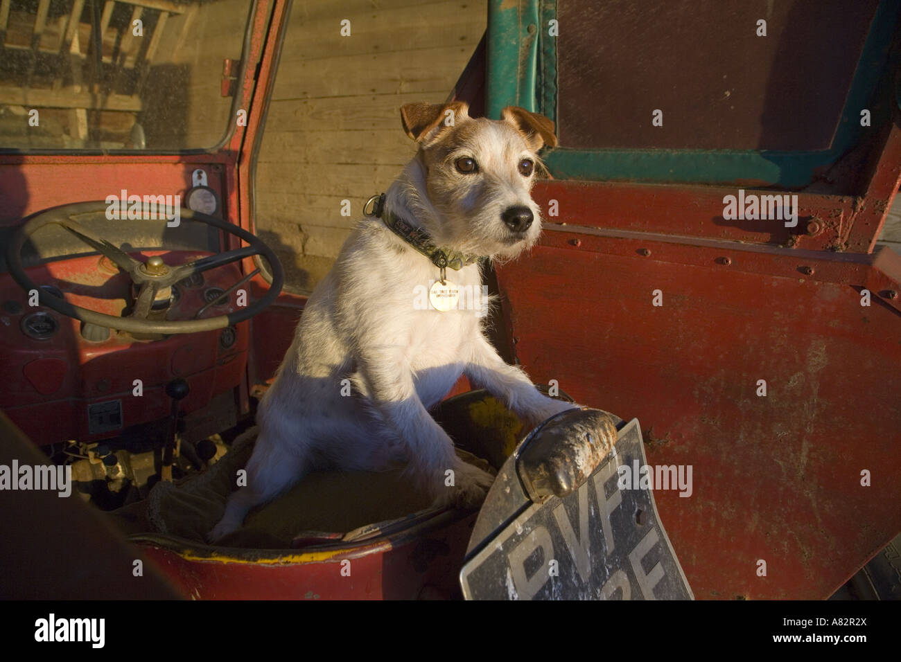 Jack Russell Terrier sul trattore Foto Stock