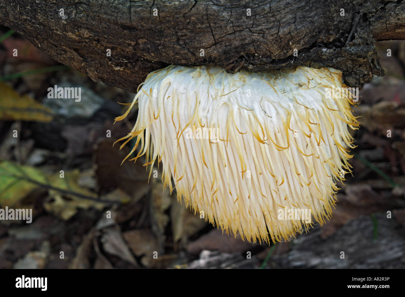 Leone la criniera (fungo Hericium erinaceus) Foto Stock