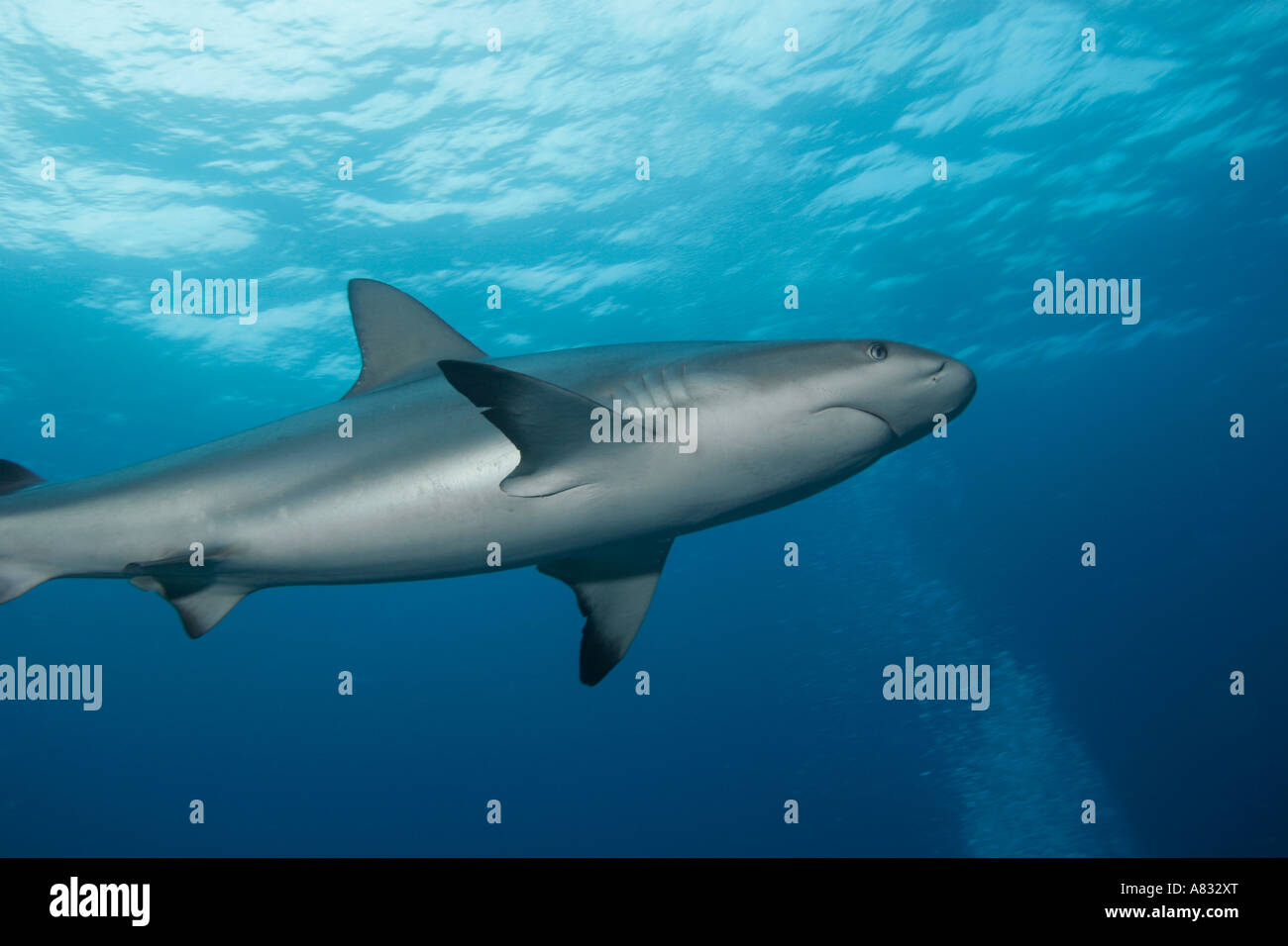 Caribbean Reef Shark, Isole Bahama Foto Stock