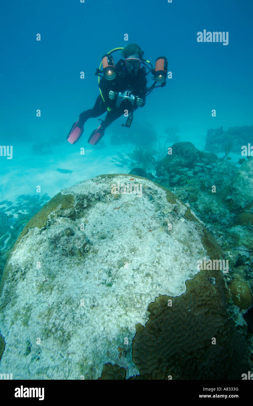 Fotografo subacqueo si libra sul corallo sbiancato, Florida Keys National Marine Sanctuary, Florida Foto Stock