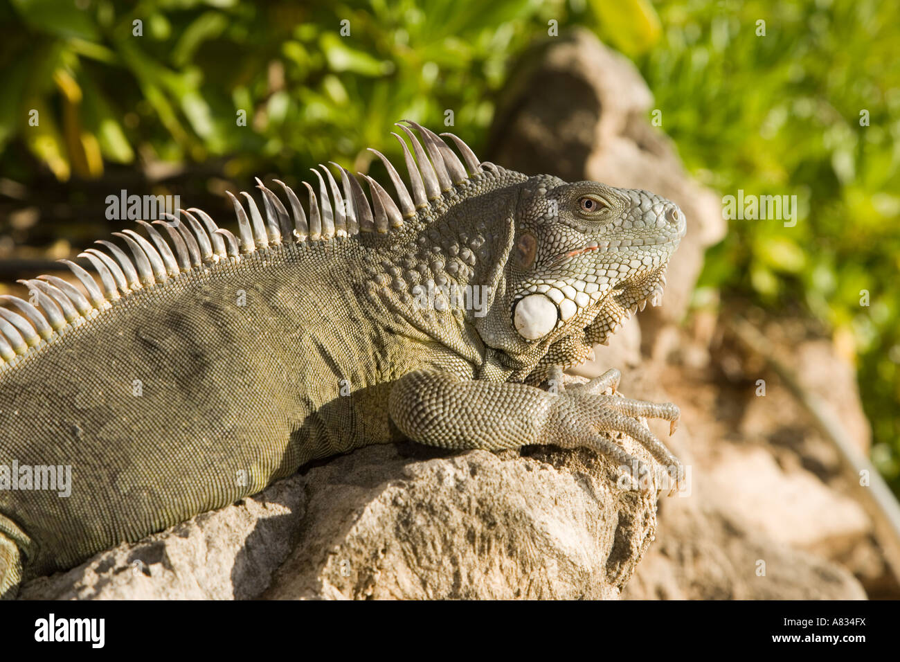 Iguana sulle rocce vicino al ristorante a Buddy Dive Bonaire Netherland Antillies Foto Stock