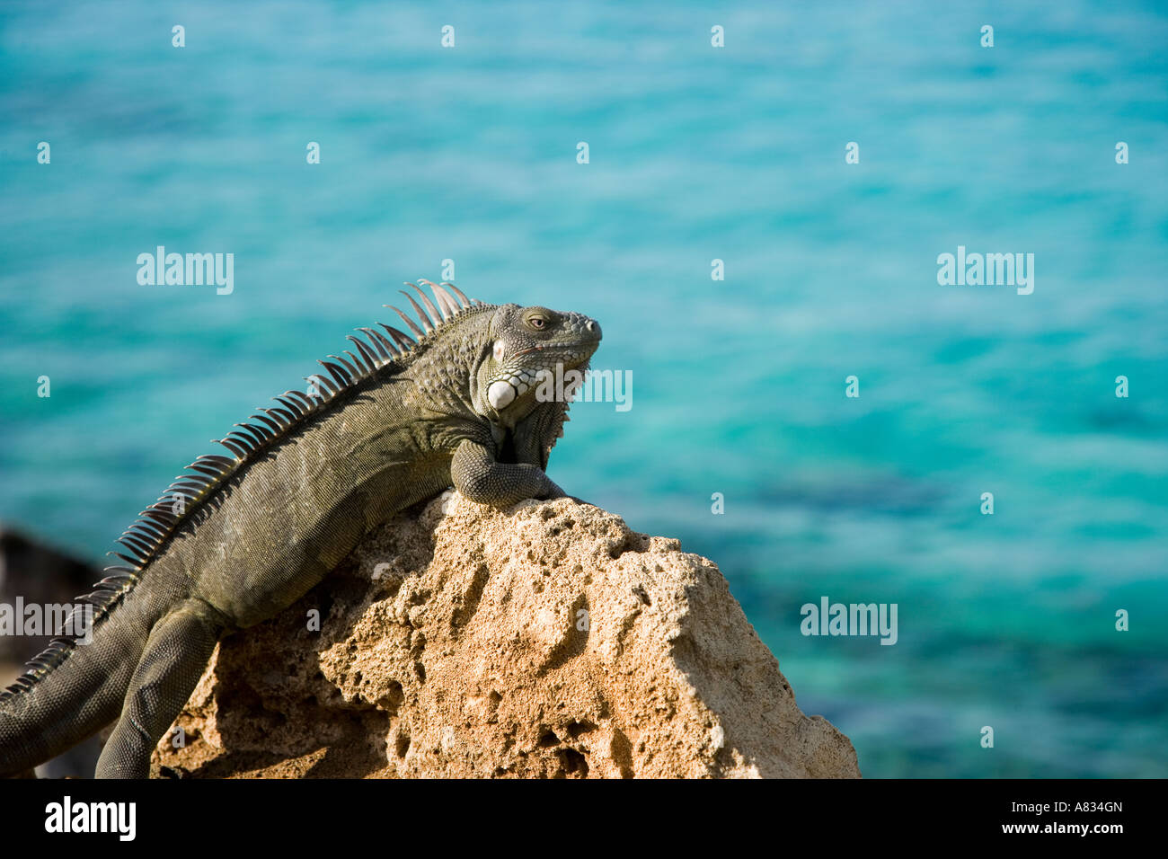 Iguana sulle rocce vicino al ristorante a Buddy Dive Bonaire Netherland Antillies Foto Stock