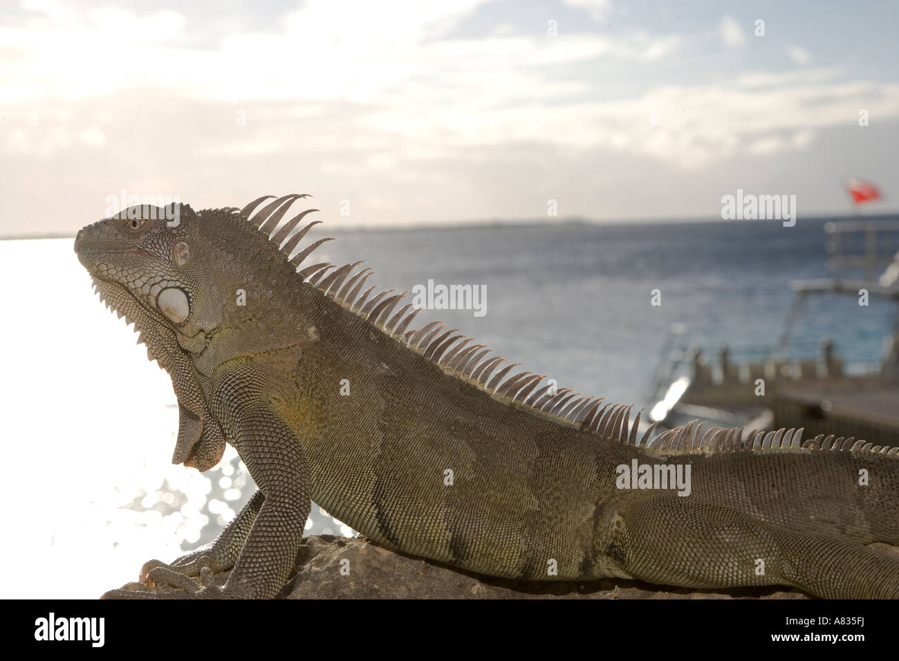 Iguana sulle rocce vicino al ristorante a Buddy Dive Bonaire Netherland Antillies Foto Stock