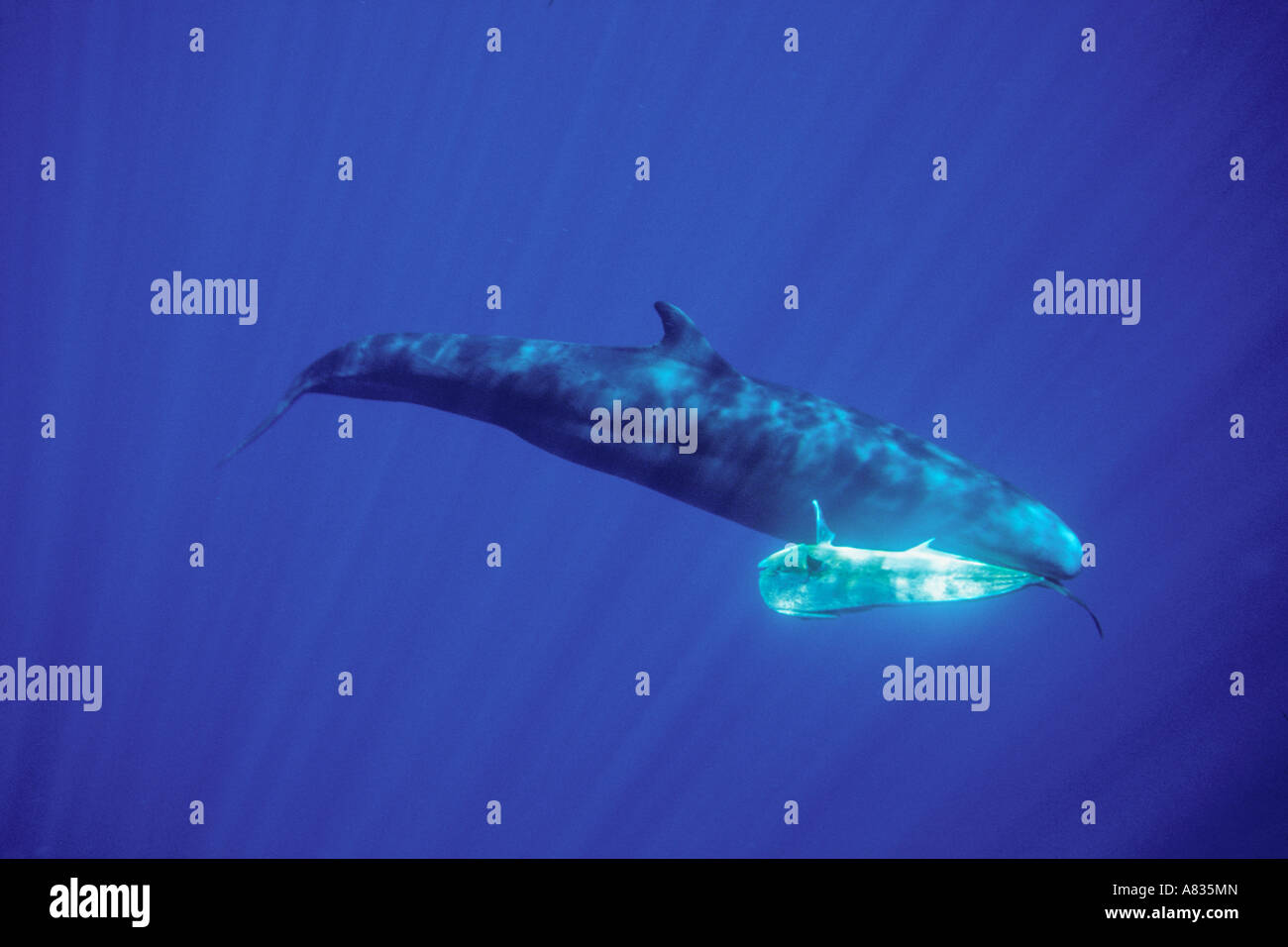 Un Eldorado, Dolphin pesce, mahi mahi, Coryphaena hippurus, nella bocca di un falso Killer Whale, Pseudorca crassidens, Hawaii. Foto Stock