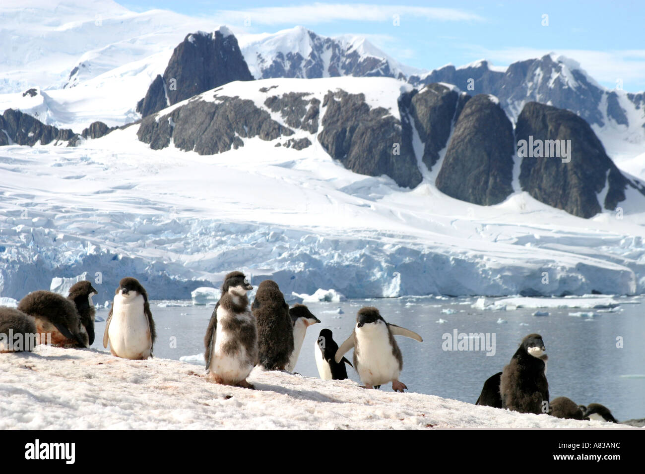 I pinguini Gentoo nella Penisola Antartica Foto Stock