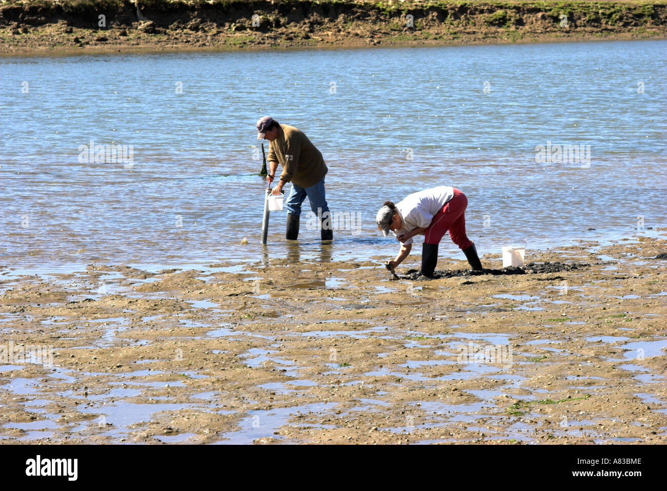 Il Cockle raccoglitori fuori presto in seguito alla marea sfuggente . Foto Stock