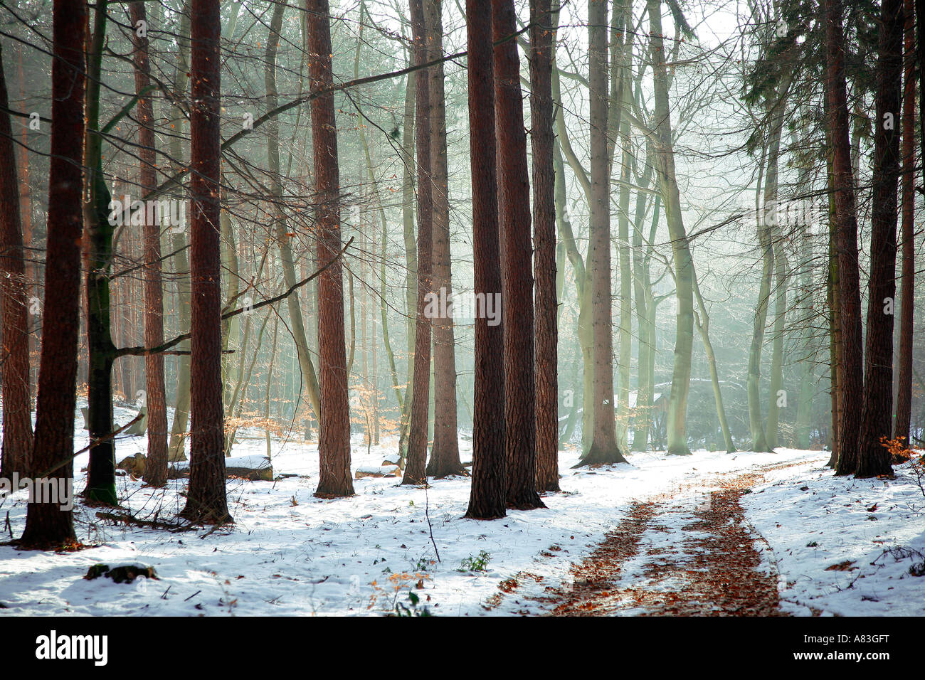 Foresta Winterly di Usedom, un'isola nel mar Baltico, Meclenburgo-Pomerania Occidentale, Germania Foto Stock