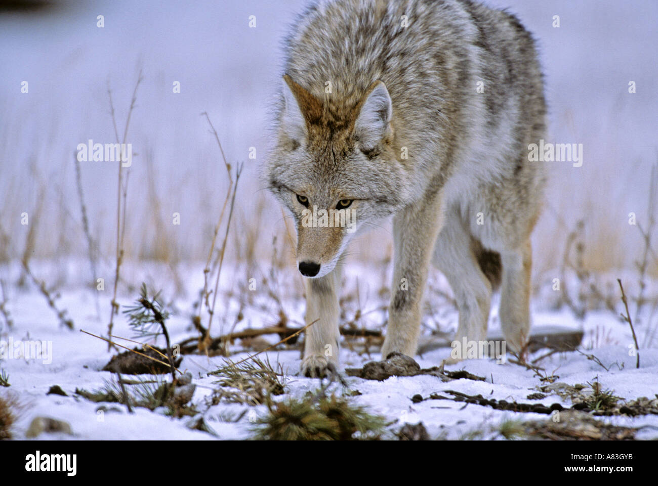 Coyote camminare in inverno Foto Stock