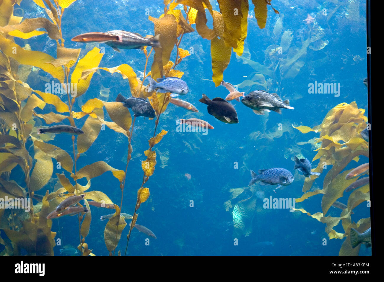 Foresta di Kelp visualizzare presso il Monterey Bay Aquarium in Monterey in California Foto Stock