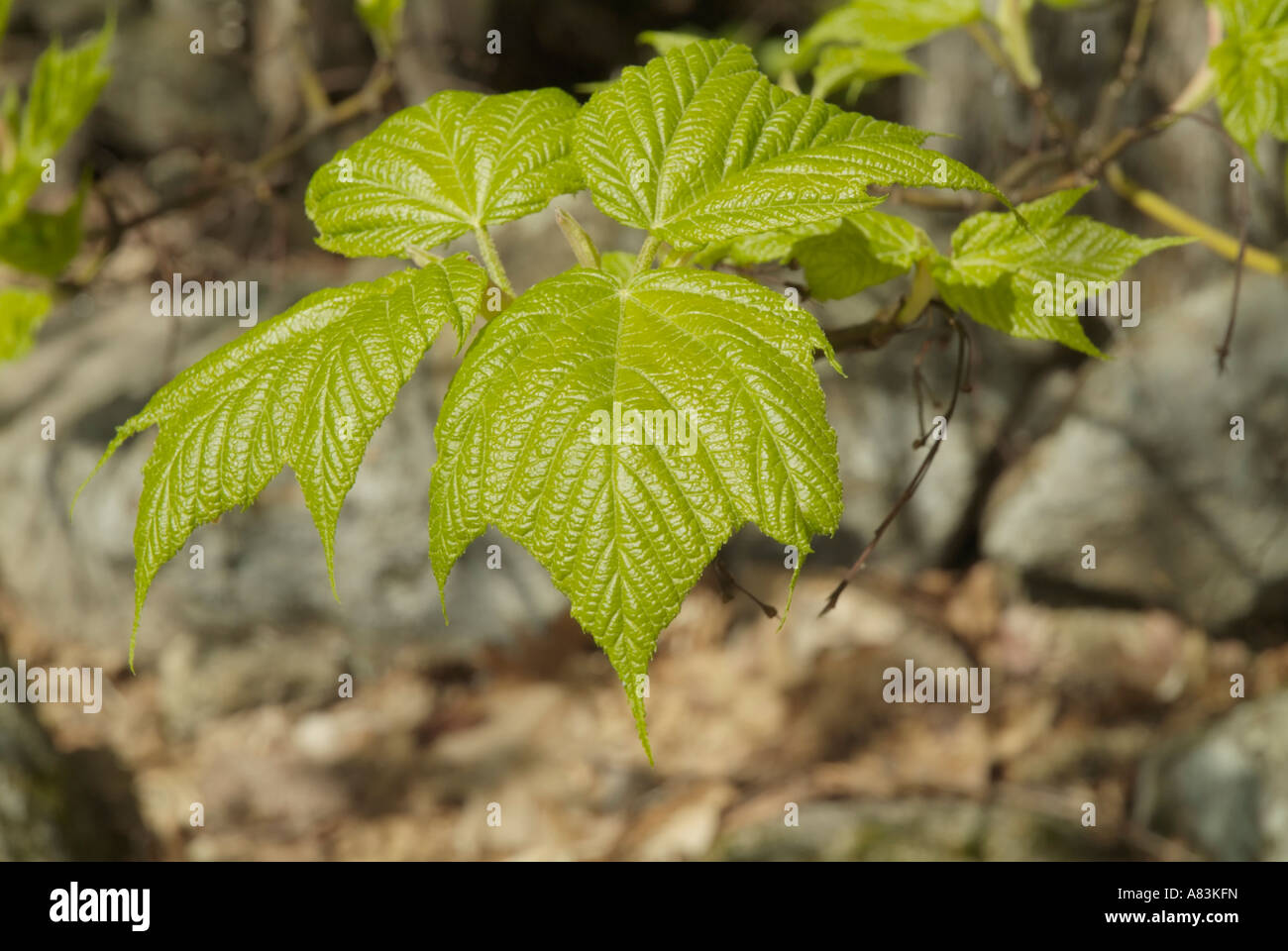 Striped Maple Acer pensylvanicum sul lato di un sentiero escursionistico durante i mesi primaverili in una Nuova Inghilterra forest USA Foto Stock