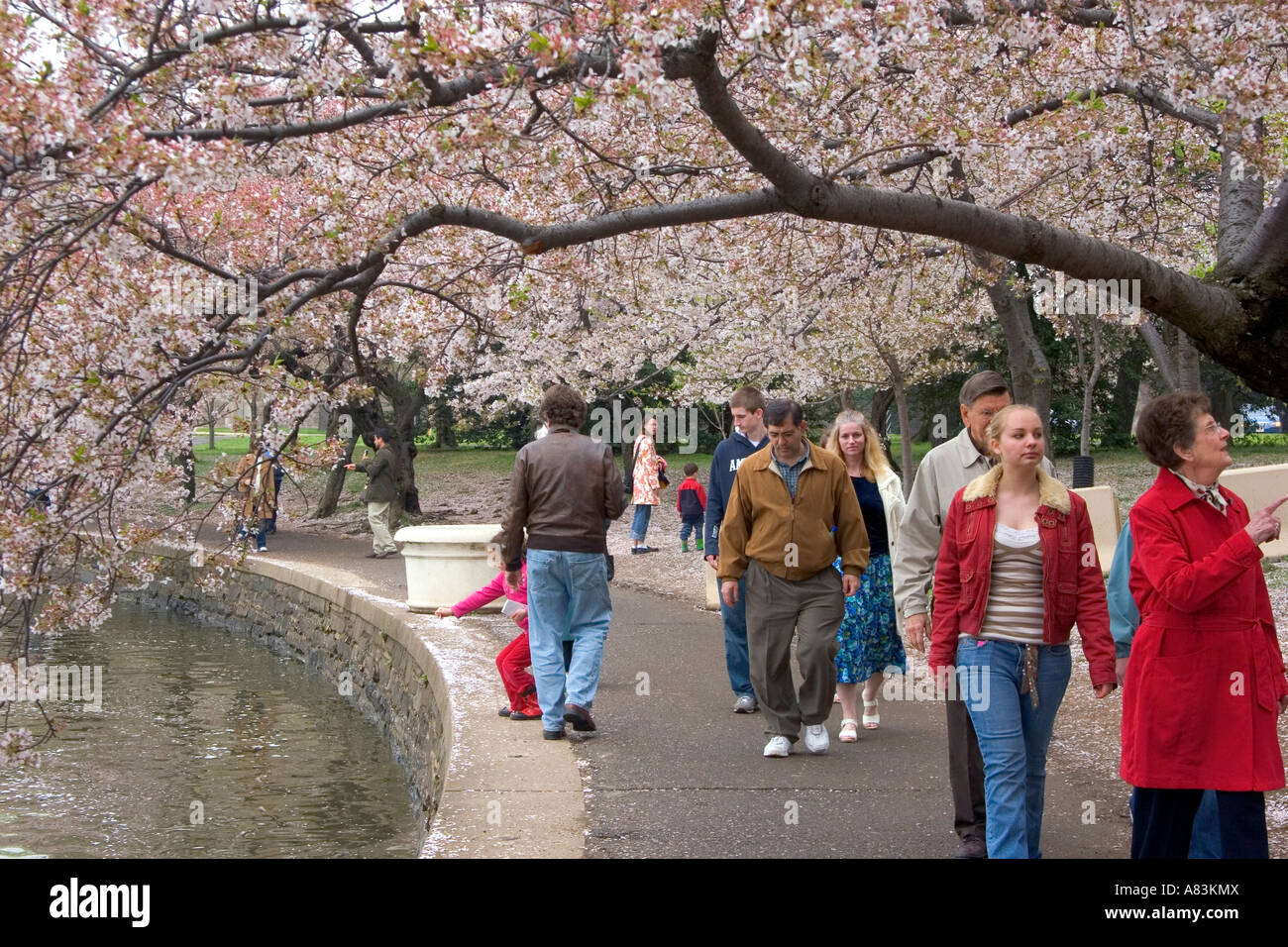 I visitatori a piedi sotto ciliegi fioriti nei pressi di Jefferson Memorial e il bacino di marea in Washington D C Foto Stock