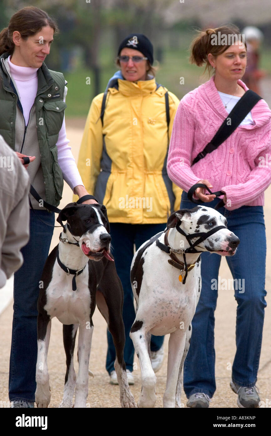 Le donne a piedi alano cani in Washington D C Foto Stock