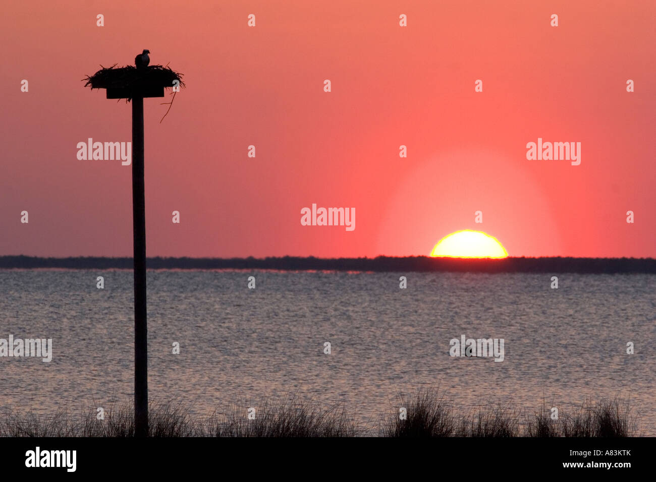 Osprey nidificazione al tramonto sul suono Abelmarle a Kitty Hawk Carolina del Nord Foto Stock