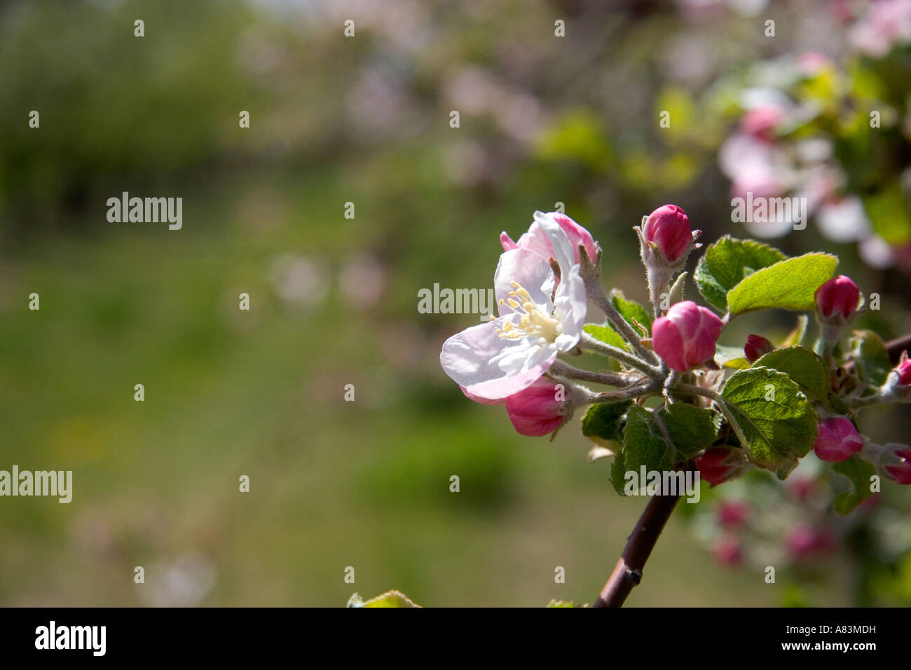 Apple primavera fiorisce in Idaho Foto Stock