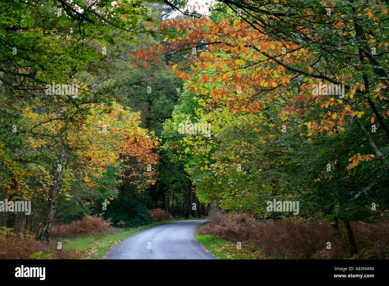 La nuova foresta vicolo del paese i colori autunnali hampshire Inghilterra Foto Stock