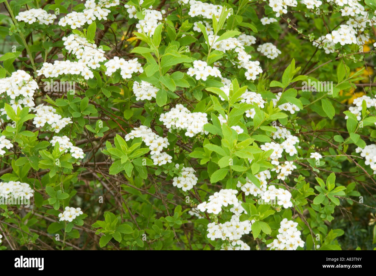 Il Giardino Delle Naiadi Candide Cascate Con Spirea X Vanhouttei