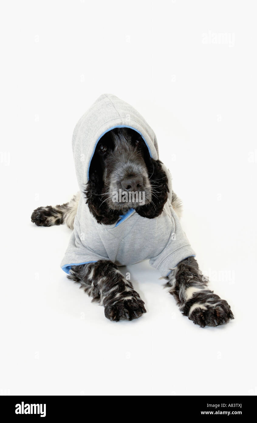 Cocker Spaniel cane mentre indossa la moda cane coat hoodie Foto Stock