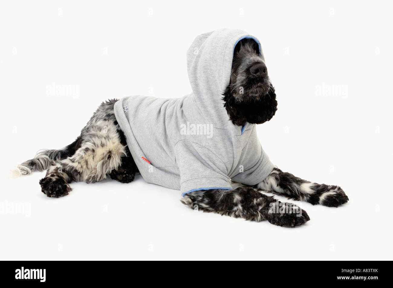 Cocker Spaniel cane mentre indossa la moda cane coat hoodie Foto Stock