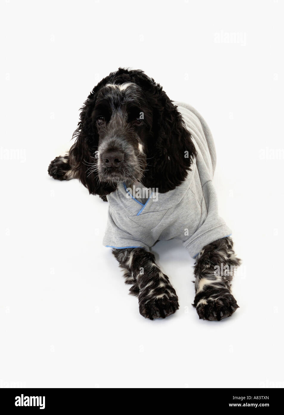 Cocker Spaniel cane mentre indossa la t-shirt Foto Stock