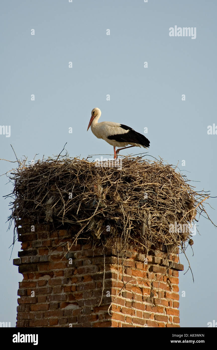Stork nesting su un chinmey, Milas Turchia. Foto Stock